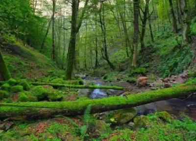 پارک جنگلی بی بی یانلو ، معرفی کامل و مسیر دسترسی پارک جنگلی بی بی یانلو ، معرفی کامل و مسیر دسترسی